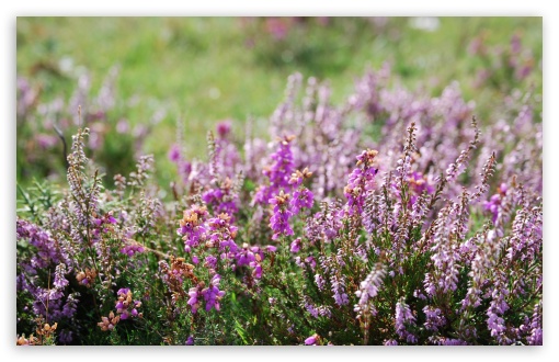 Wildflowers UltraHD Wallpaper for HD 16:9 ; Widescreen 16:10 5:3 ; Fullscreen 4:3 5:4 3:2 ; Tablet 1:1 ; Mobile 3:5 3:4 ;