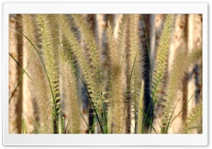 Wildflowers 7 4K UHD Wallpaper for Widescreen and UltraWide Desktop, UltraHD TV, Smartphone, Tablet