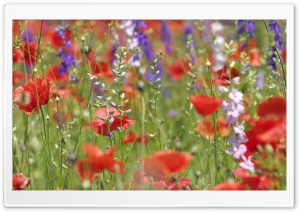 Wildflowers Close-up Ultra HD Wallpaper for 4K UHD Widescreen desktop, tablet & smartphone