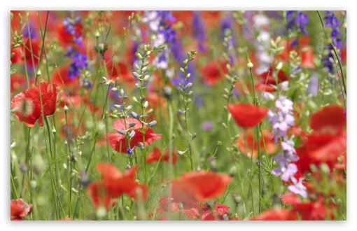 Wildflowers Close-up Ultra HD Desktop Background Wallpaper for 4K UHD ...