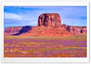 Wildflowers in Oljato Monument Valley, Utah 4K UHD Wallpaper for Widescreen and UltraWide Desktop, UltraHD TV, Smartphone, Tablet