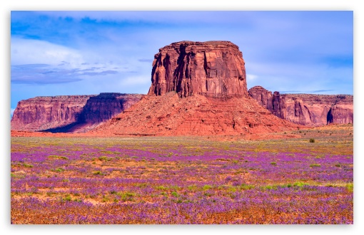 Wildflowers in Oljato Monument Valley, Utah UltraHD Wallpaper for UHD 16:9 ; HD 16:9 ; UltraWide 21:9 24:10 32:9 32:10 ; Widescreen 16:10 5:3 ; Fullscreen 4:3 5:4 3:2 ; Tablet 1:1 ; Mobile 9:16 9:19.5 9:20 9:21 9:22 10:16 2:3 3:5 3:4 ; Dual 16:10 5:3 16:9 4:3 5:4 3:2 ;