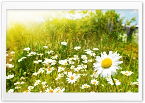 Wildflowers, Sunny Day Ultra HD Wallpaper for 4K UHD Widescreen desktop, tablet & smartphone