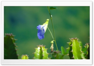 Will to Survive, A Blue Flower Ultra HD Wallpaper for 4K UHD Widescreen desktop, tablet & smartphone