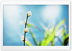 Willow Buds Ultra HD Wallpaper for 4K UHD Widescreen desktop, tablet & smartphone