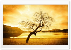 Willow Tree Ultra HD Wallpaper for 4K UHD Widescreen desktop, tablet & smartphone