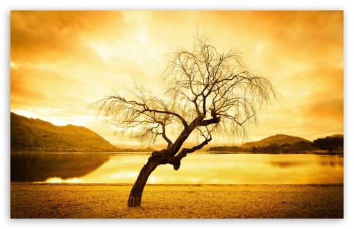 Willow Tree UltraHD Wallpaper for UHD 16:9 ; HD 16:9 ; Widescreen 16:10 5:3 ; Fullscreen 4:3 5:4 3:2 ; Tablet 1:1 ; Mobile 3:4 ;