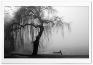 Willow Tree Black and White Ultra HD Wallpaper for 4K UHD Widescreen desktop, tablet & smartphone