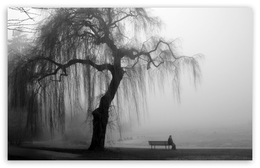 Weeping Willow Tree Images  Browse 11738 Stock Photos Vectors and Video   Adobe Stock