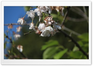 Wimbledon Flowers Ultra HD Wallpaper for 4K UHD Widescreen desktop, tablet & smartphone