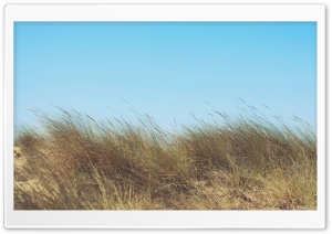 Wind on Field Ultra HD Wallpaper for 4K UHD Widescreen desktop, tablet & smartphone
