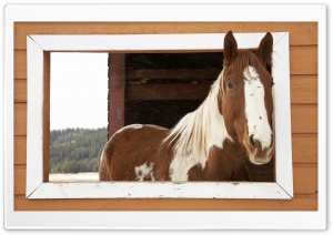 Window Watcher, Horse Ultra HD Wallpaper for 4K UHD Widescreen desktop, tablet & smartphone