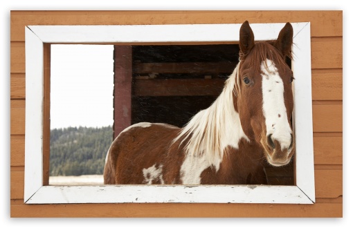 Window Watcher, Horse UltraHD Wallpaper for 8K UHD TV 16:9 Ultra High Definition 2160p 1440p 1080p 900p 720p ; Widescreen 16:10 5:3 WHXGA WQXGA WUXGA WXGA WGA ; Fullscreen 4:3 5:4 3:2 UXGA XGA SVGA QSXGA SXGA DVGA HVGA HQVGA ( Apple PowerBook G4 iPhone 4 3G 3GS iPod Touch ) ; Tablet 1:1 ;