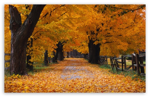Windows XP Autumn Background UltraHD Wallpaper for UHD 16:9 ; HD 16:9 ; UltraWide 21:9 24:10 32:9 32:10 ; Widescreen 16:10 5:3 ; Fullscreen 4:3 5:4 3:2 ; Tablet 1:1 ; Mobile 9:16 9:19.5 9:20 9:21 9:22 10:16 2:3 3:5 3:4 ; Dual 16:10 5:3 16:9 4:3 5:4 3:2 ;