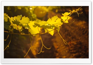 Wineries Ultra HD Wallpaper for 4K UHD Widescreen desktop, tablet & smartphone