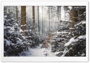 Winter, Coniferous Forest, Path, Snow Ultra HD Wallpaper for 4K UHD Widescreen desktop, tablet & smartphone