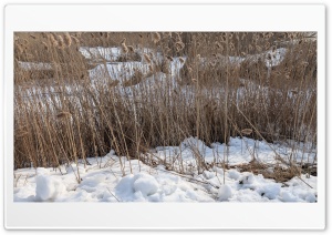 Winter day 4K UHD Wallpaper for Widescreen and UltraWide Desktop, UltraHD TV, Smartphone, Tablet