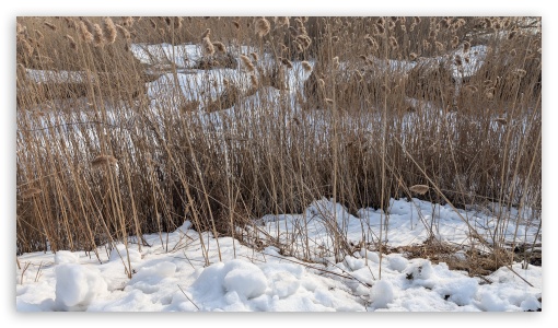 Winter day UltraHD Wallpaper for UHD 16:9 ; HD 16:9 ;