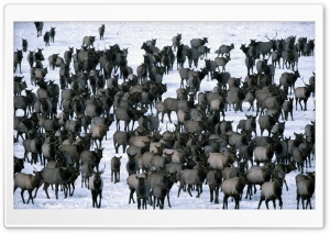 Winter Elk Herd Grand Teton National Park Ultra HD Wallpaper for 4K UHD Widescreen desktop, tablet & smartphone
