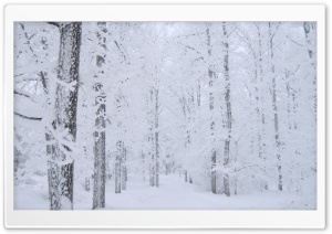 Winter Fairyrtale Landscape Ultra HD Wallpaper for 4K UHD Widescreen desktop, tablet & smartphone