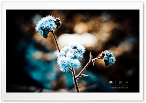 Winter Flowers Ultra HD Wallpaper for 4K UHD Widescreen desktop, tablet & smartphone