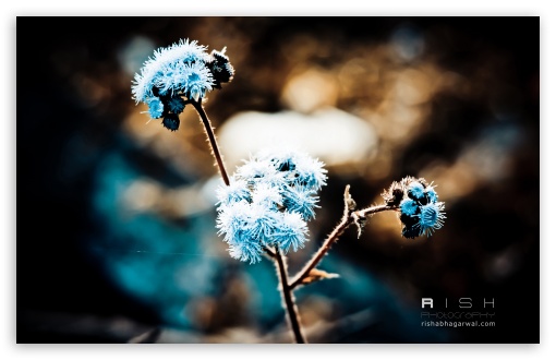 Snow Winter Flower Bokeh Nature iPhone Wallpapers Free Download