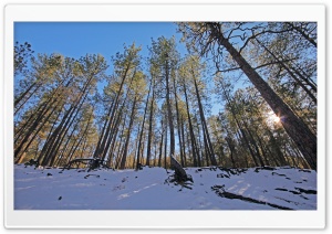 Winter Forest Ultra HD Wallpaper for 4K UHD Widescreen desktop, tablet & smartphone