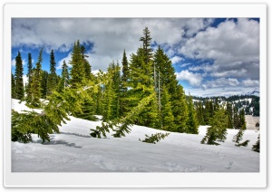 Winter Forest Broken Trees Ultra HD Wallpaper for 4K UHD Widescreen desktop, tablet & smartphone