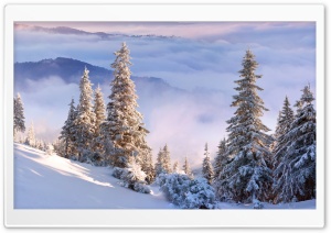 Winter Forest On Slope Ultra HD Wallpaper for 4K UHD Widescreen desktop, tablet & smartphone