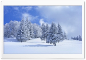 Winter Forest With White Snow Trees Ultra HD Wallpaper for 4K UHD Widescreen Desktop, Lockscreen, Screensaver, TV, Tablet, Smartphone