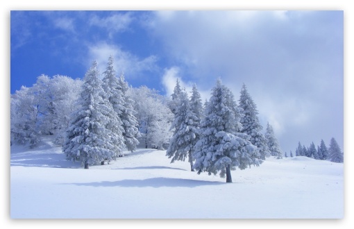 Winter Forest With White Snow Trees UltraHD Wallpaper for Widescreen 16:10 ;