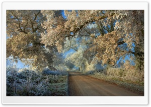 Winter Frost Ultra HD Wallpaper for 4K UHD Widescreen desktop, tablet & smartphone