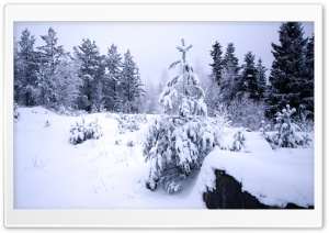 Winter In The Forest Ultra HD Wallpaper for 4K UHD Widescreen desktop, tablet & smartphone