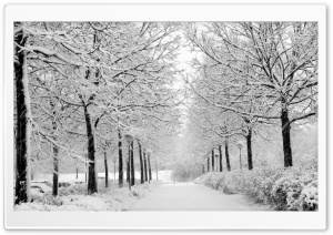Winter In The Park Black And White Ultra HD Wallpaper for 4K UHD Widescreen desktop, tablet & smartphone