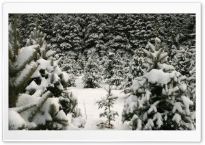 Winter Landscape Nature 15 4K UHD Wallpaper for Widescreen and UltraWide Desktop, UltraHD TV, Smartphone, Tablet