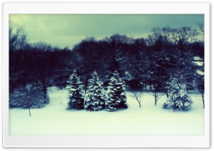 Winter Landscape Three Fir Trees Ultra HD Wallpaper for 4K UHD Widescreen desktop, tablet & smartphone