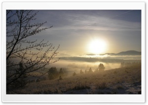 Winter Misty Forest Ultra HD Wallpaper for 4K UHD Widescreen desktop, tablet & smartphone