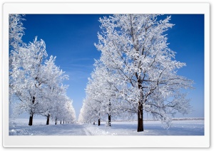 Winter Morning Ultra HD Wallpaper for 4K UHD Widescreen desktop, tablet & smartphone