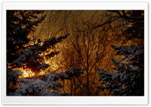 Winter Night Lights Ultra HD Wallpaper for 4K UHD Widescreen desktop, tablet & smartphone