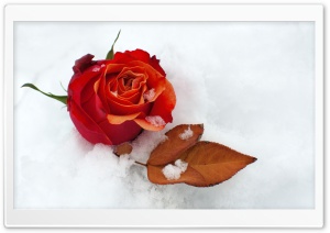 Winter Rose Ultra HD Wallpaper for 4K UHD Widescreen desktop, tablet & smartphone