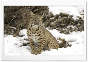 Winter Snow Bobcat Ultra HD Wallpaper for 4K UHD Widescreen desktop, tablet & smartphone
