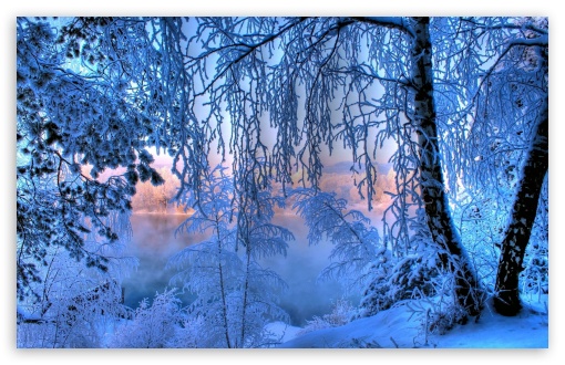winter trees desktop backgrounds