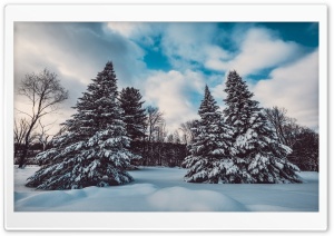 Winter, Snow, Pine Trees, Landscape, Nature Ultra HD Wallpaper for 4K UHD Widescreen desktop, tablet & smartphone