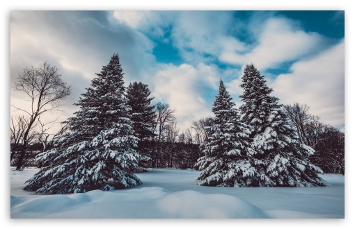 Winter, Snow, Pine Trees, Landscape, Nature UltraHD Wallpaper for Wide 16:10 5:3 Widescreen WHXGA WQXGA WUXGA WXGA WGA ; UltraWide 21:9 24:10 ; 8K UHD TV 16:9 Ultra High Definition 2160p 1440p 1080p 900p 720p ; UHD 16:9 2160p 1440p 1080p 900p 720p ; Standard 4:3 5:4 3:2 Fullscreen UXGA XGA SVGA QSXGA SXGA DVGA HVGA HQVGA ( Apple PowerBook G4 iPhone 4 3G 3GS iPod Touch ) ; iPad 1/2/Mini ; Mobile 4:3 5:3 3:2 16:9 5:4 - UXGA XGA SVGA WGA DVGA HVGA HQVGA ( Apple PowerBook G4 iPhone 4 3G 3GS iPod Touch ) 2160p 1440p 1080p 900p 720p QSXGA SXGA ;
