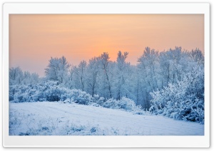 Winter Snow Trees Ultra HD Wallpaper for 4K UHD Widescreen desktop, tablet & smartphone