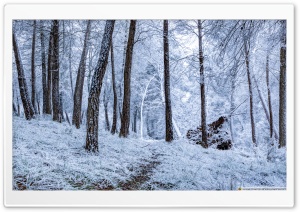 Winter Snowfall Ultra HD Wallpaper for 4K UHD Widescreen desktop, tablet & smartphone