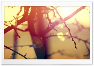 Winter Sunlight Lens Flare Ultra HD Wallpaper for 4K UHD Widescreen desktop, tablet & smartphone