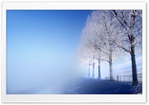Winter Trees Ultra HD Wallpaper for 4K UHD Widescreen desktop, tablet & smartphone