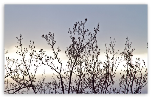 Winter Trees Branches UltraHD Wallpaper for Wide 16:10 5:3 Widescreen WHXGA WQXGA WUXGA WXGA WGA ; 8K UHD TV 16:9 Ultra High Definition 2160p 1440p 1080p 900p 720p ; Standard 4:3 5:4 3:2 Fullscreen UXGA XGA SVGA QSXGA SXGA DVGA HVGA HQVGA ( Apple PowerBook G4 iPhone 4 3G 3GS iPod Touch ) ; Tablet 1:1 ; iPad 1/2/Mini ; Mobile 4:3 5:3 3:2 16:9 5:4 - UXGA XGA SVGA WGA DVGA HVGA HQVGA ( Apple PowerBook G4 iPhone 4 3G 3GS iPod Touch ) 2160p 1440p 1080p 900p 720p QSXGA SXGA ;