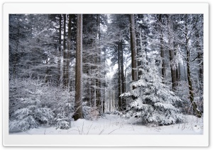 Winter, Trees, Forest, Snow Ultra HD Wallpaper for 4K UHD Widescreen desktop, tablet & smartphone